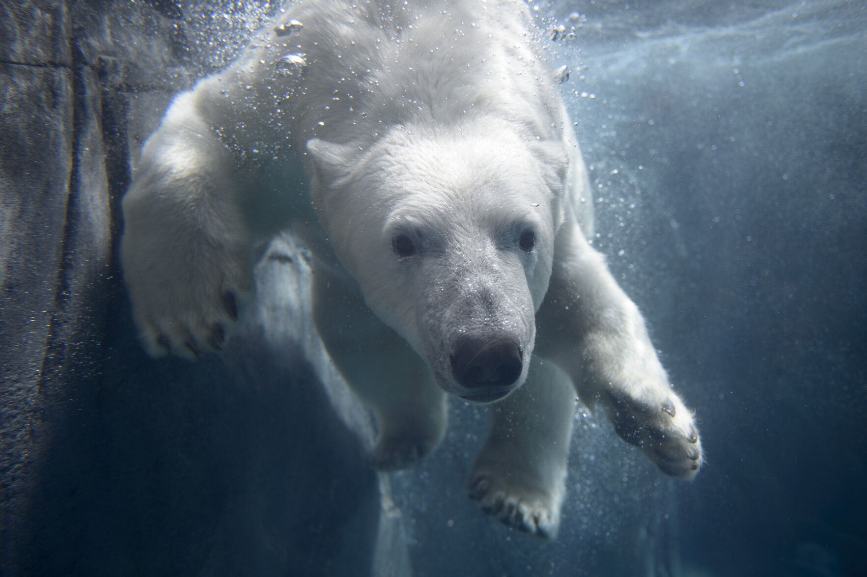 Earth Day: Party for the Planet at the Saint Louis Zoo | April 24 | 11 a.m. to 3 p.m.